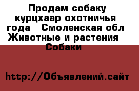 Продам собаку курцхаар охотничья 1года - Смоленская обл. Животные и растения » Собаки   